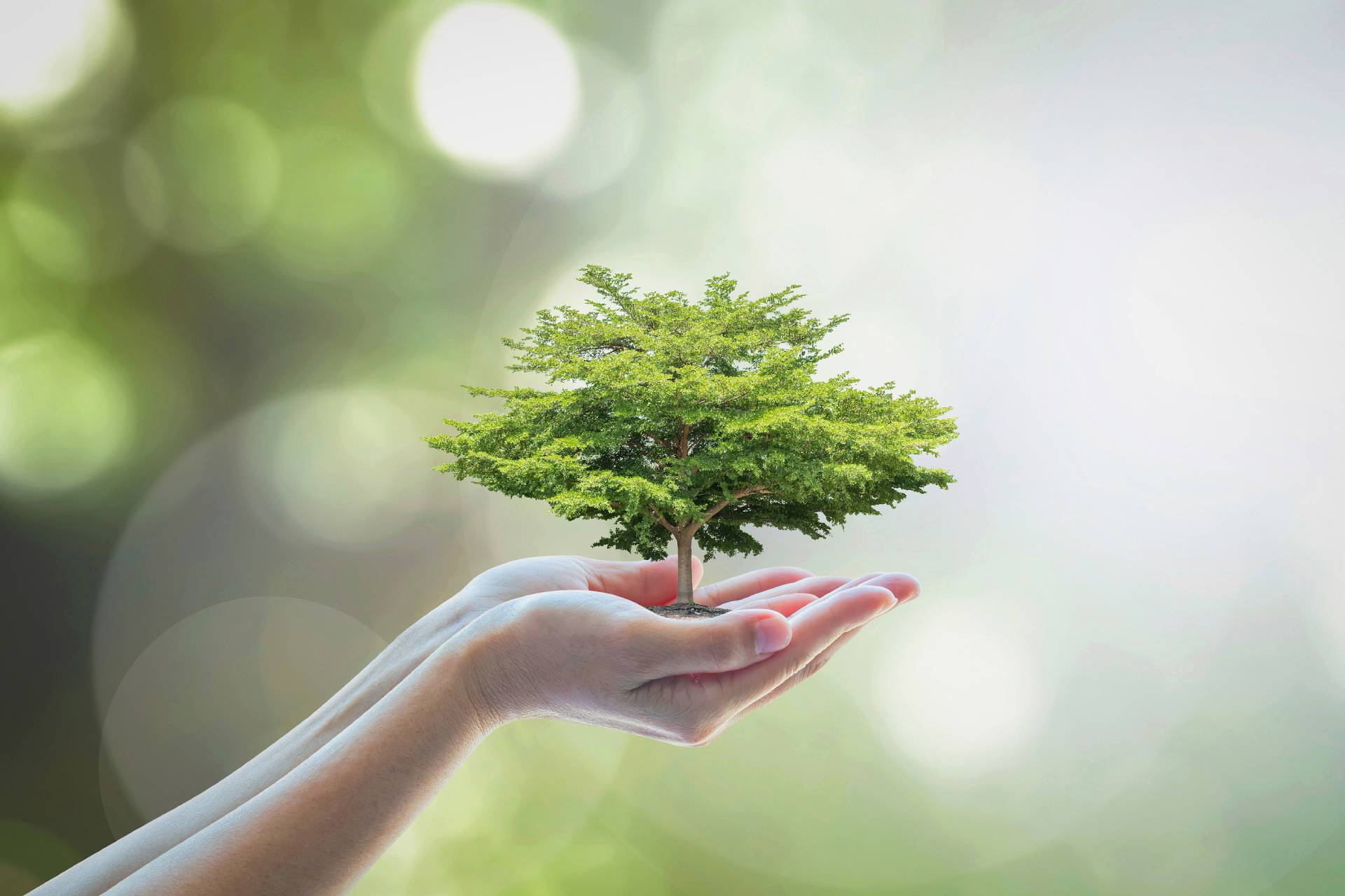 bigstock-Growing-Tree-To-Save-Ecologica-224439409 (1)